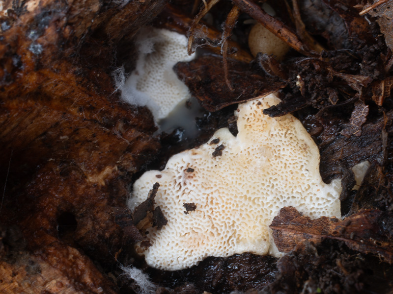 Antrodiella onychoides